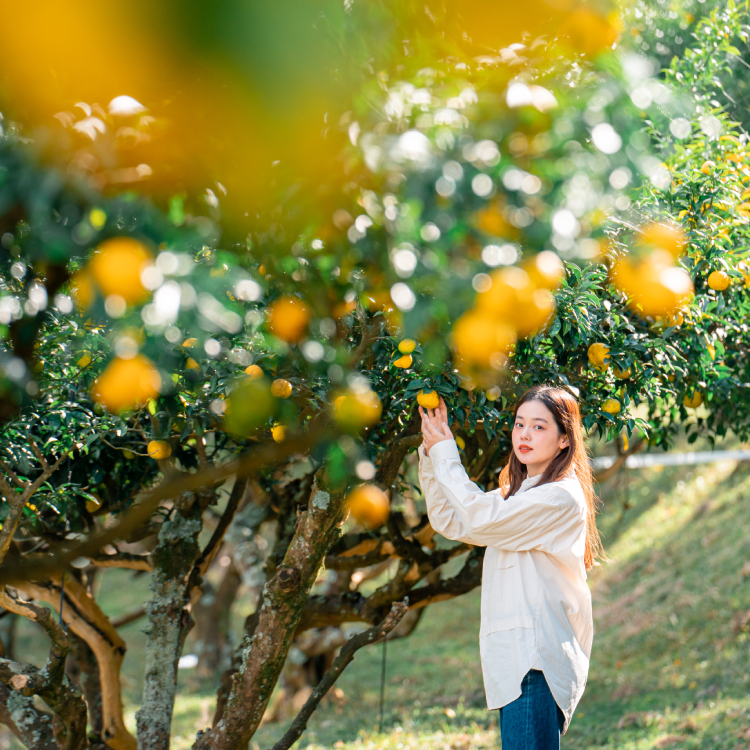 CRAFT ORGANIC 産地旅〈大分・院内町篇〉ゆずの実りを体感しに、再び